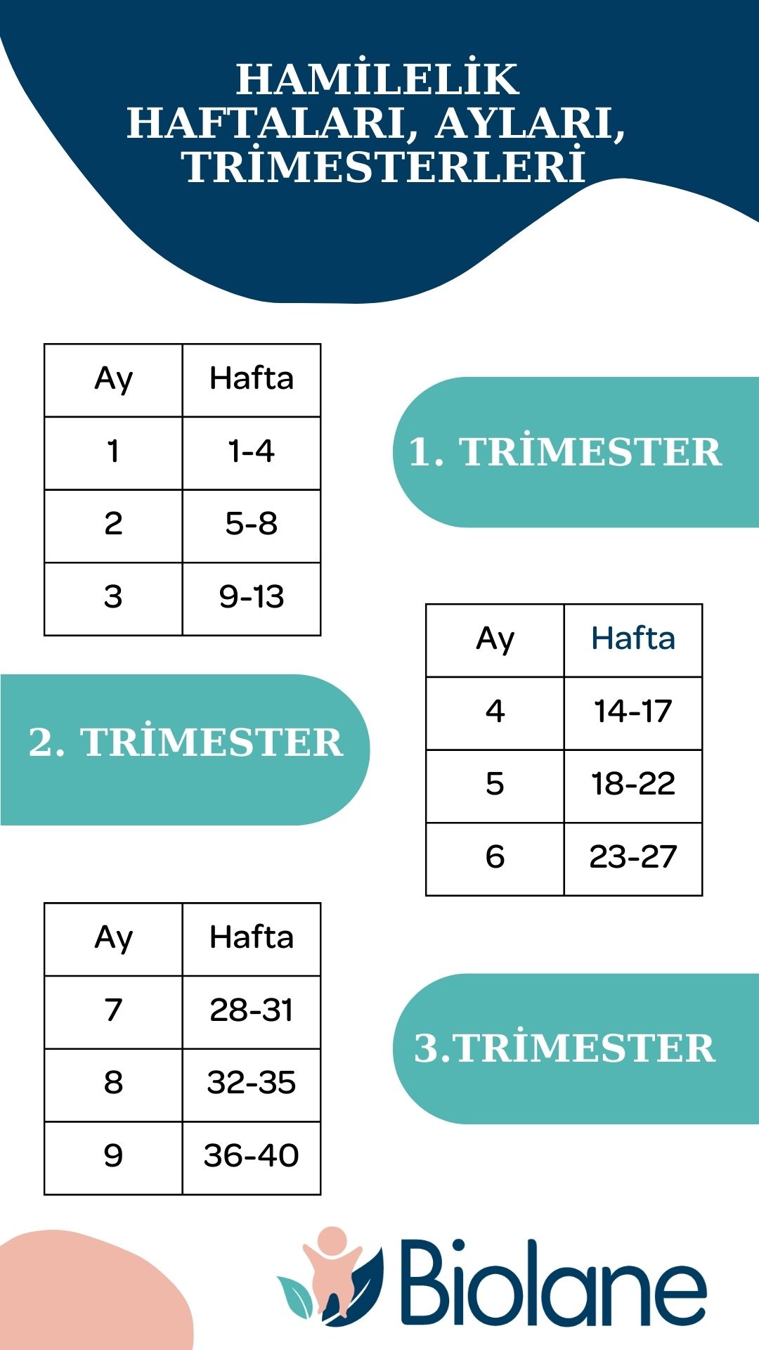 hamilelik-haftalari-ayları-ve-trimesterleri-tablosu